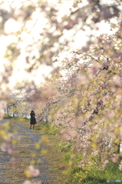 カメラ女子の花見