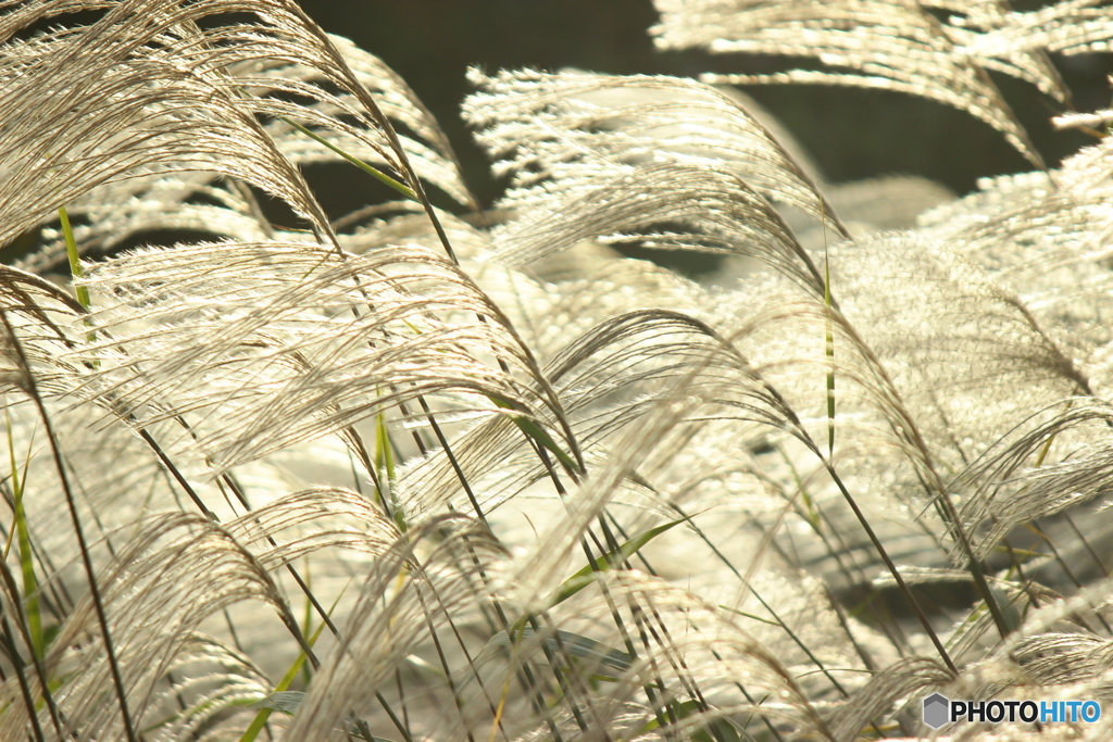 朝日の中のススキ