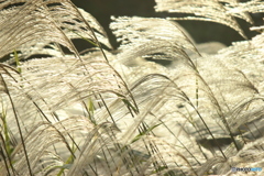 朝日の中のススキ