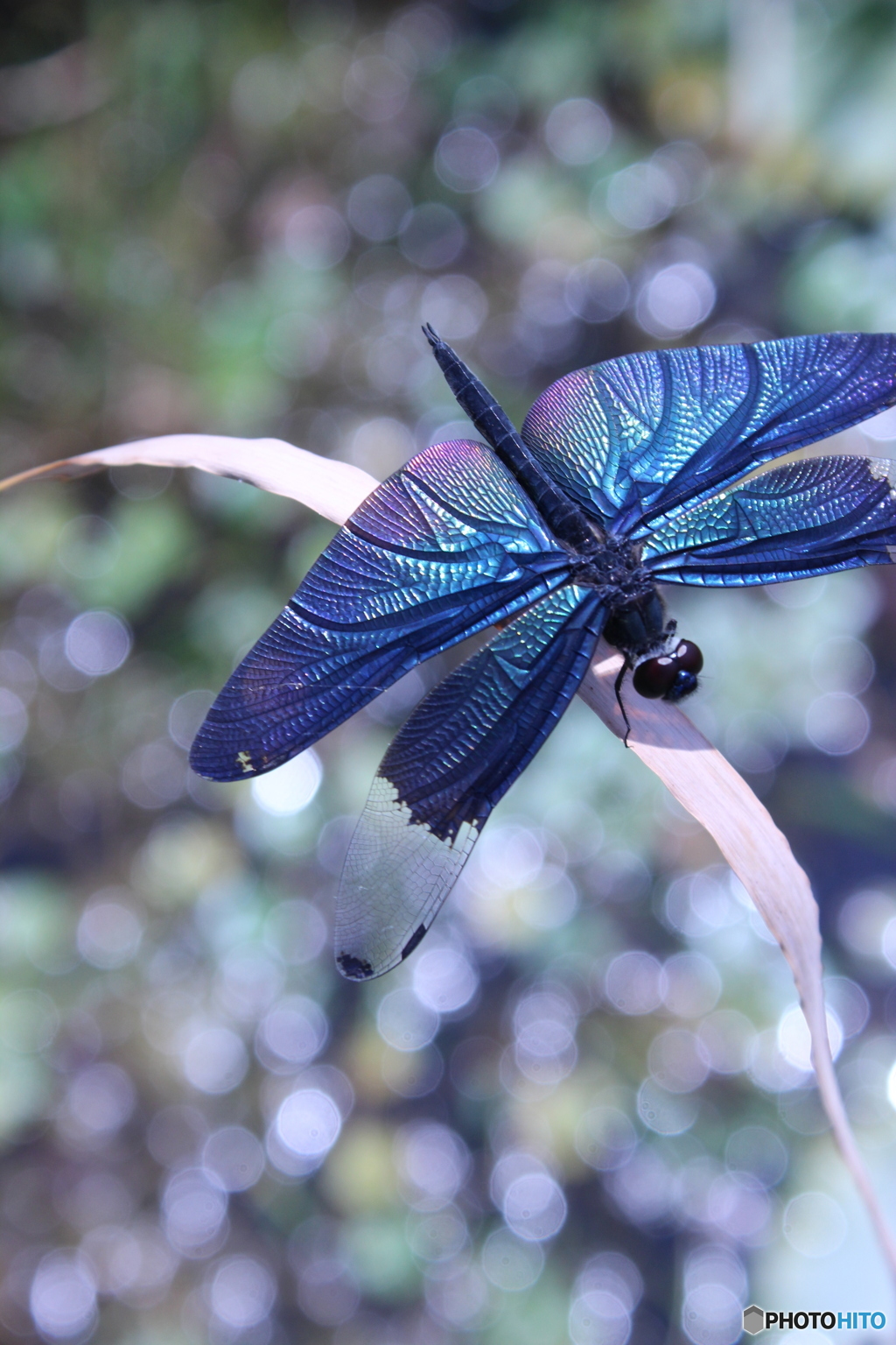 藍色チョウトンボ