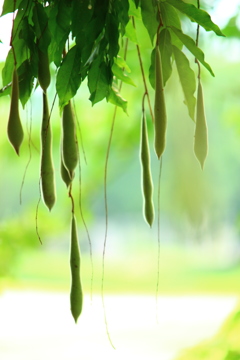 グリーンカーテン