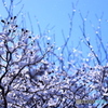 遅咲きの雪の花