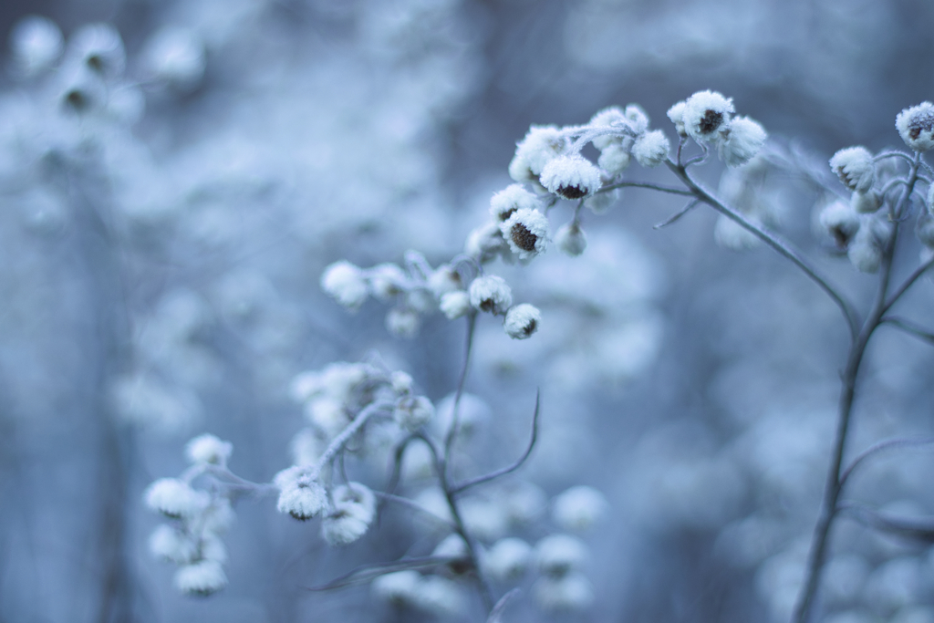 霧氷の花