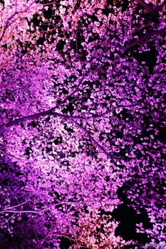 夜桜