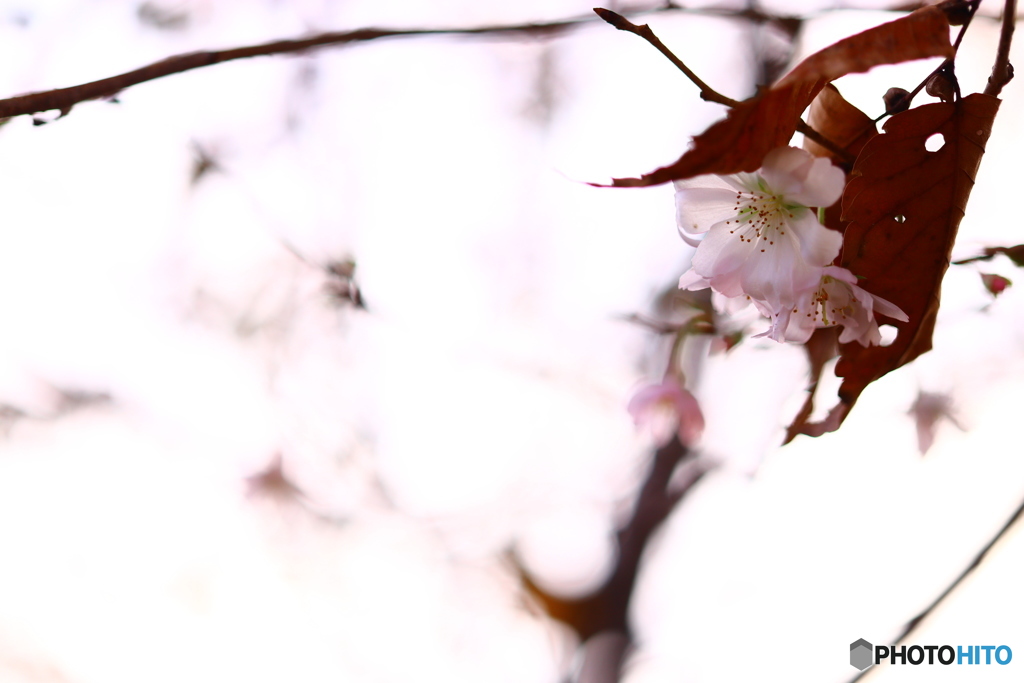寒桜と紅葉