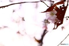 寒桜と紅葉