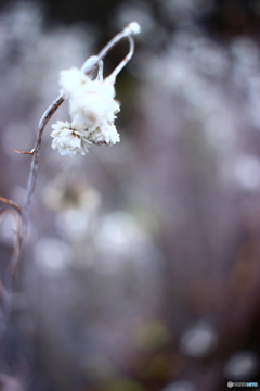 雪の花