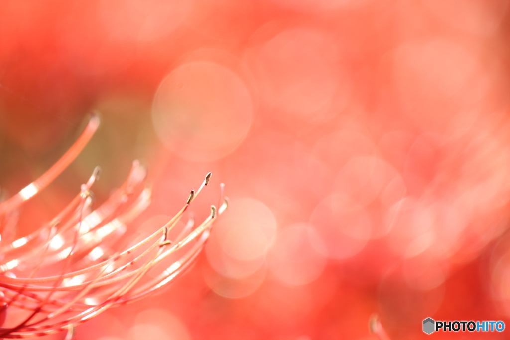 蕊からこぼれるLULULU