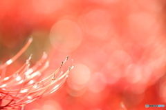 蕊からこぼれるLULULU