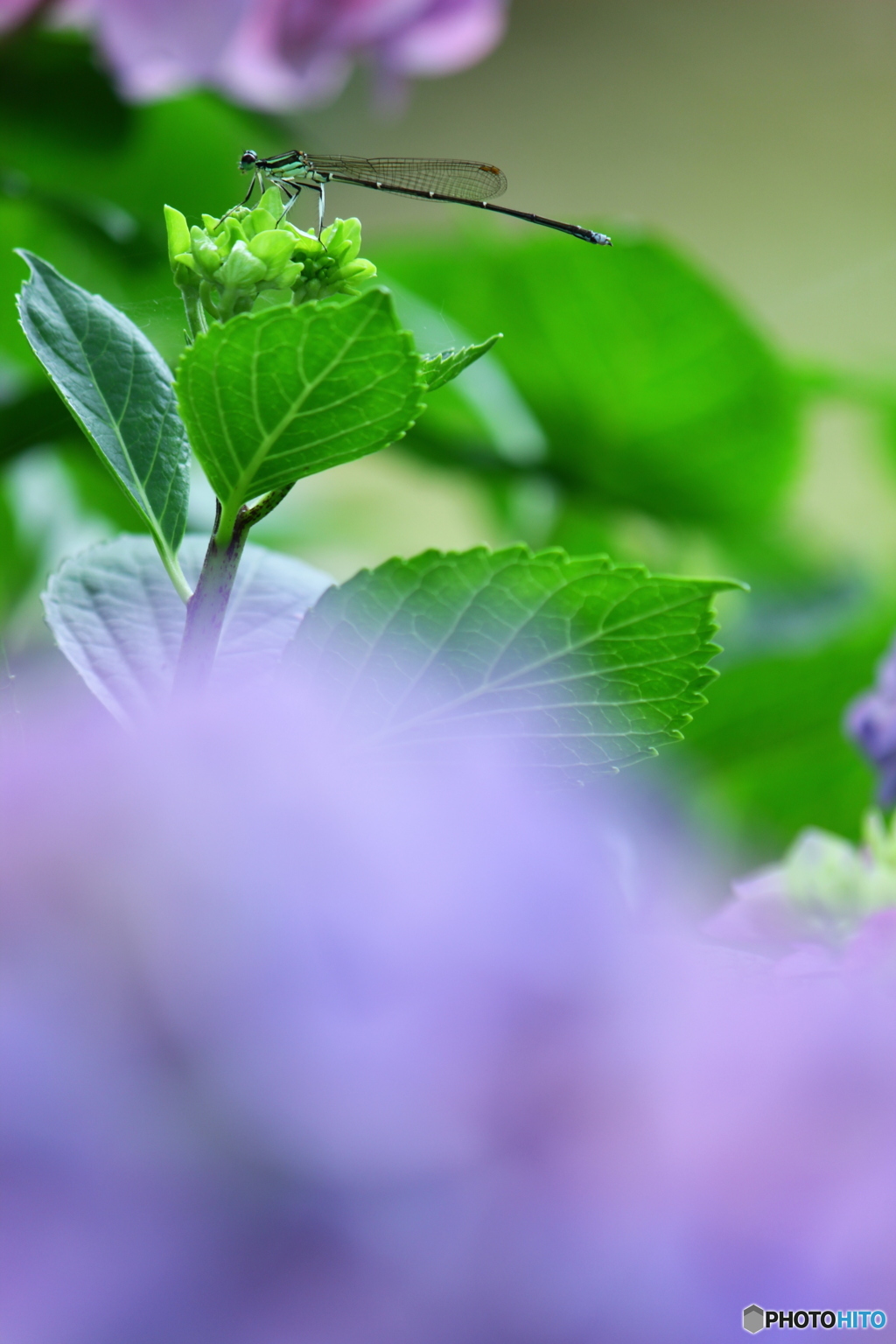 蜻蛉と紫陽花