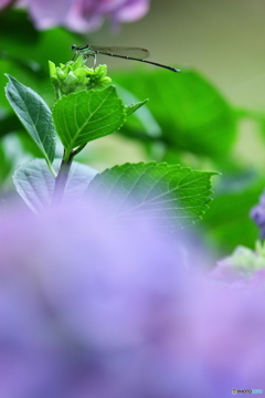蜻蛉と紫陽花
