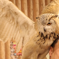シベリアワシミミズクのビック