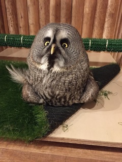 カラフトフクロウさわだ君のあひる寝