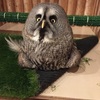 カラフトフクロウさわだ君のあひる寝