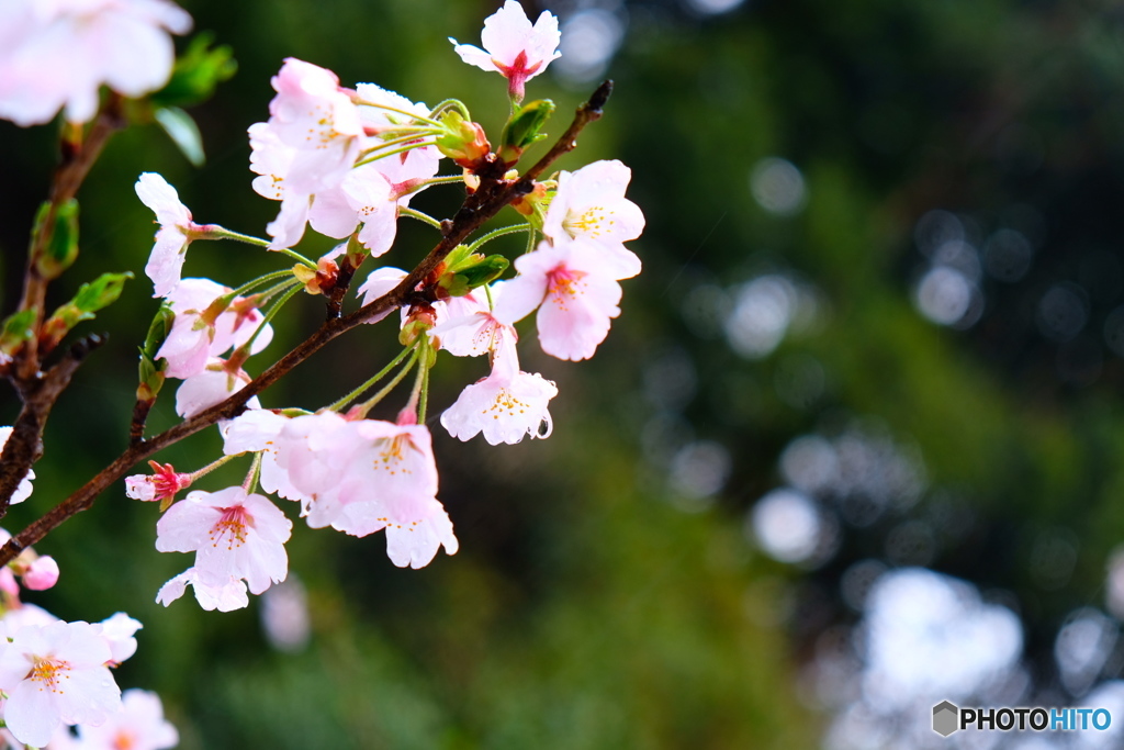 桜雨