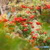 DSC03096 (1)