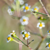 リングのお花