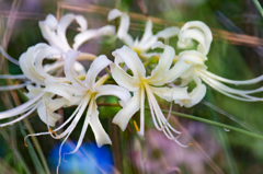 藪の中の白花曼珠沙華