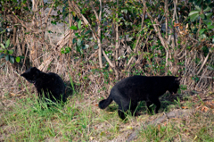 2匹の黒い猫1