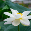 A50macroでも蓮