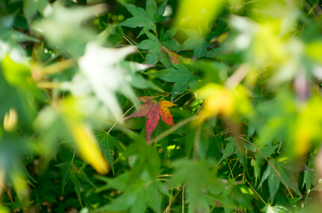 紅ひとつ