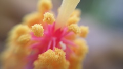 ハイビスカスの花粉