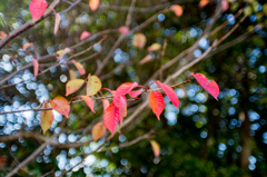 桜バブル