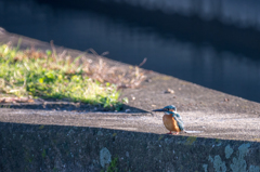 朝陽を浴びるカワセミさん