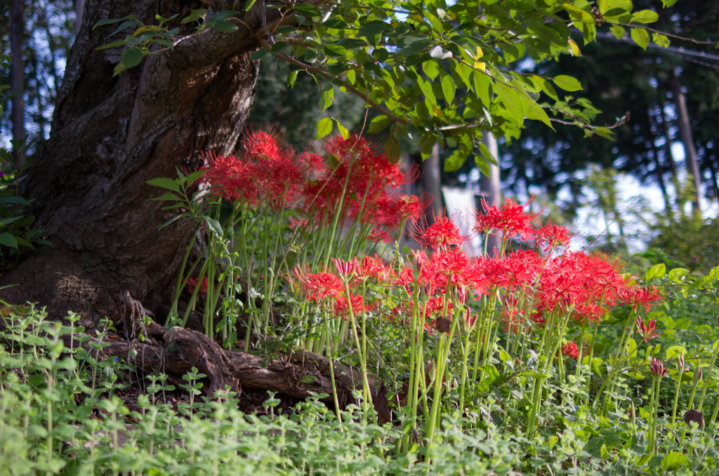 桜と彼岸花