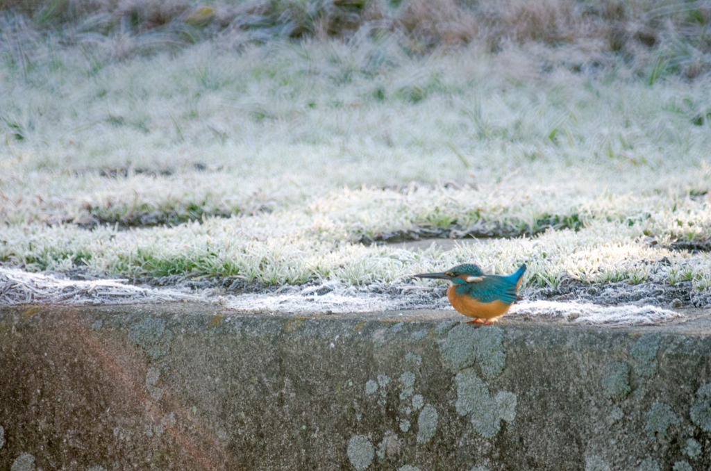 ピッとするカワセミさん