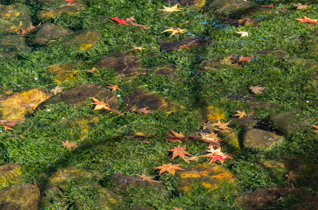 水中の苔と紅葉