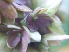 紫陽花 マルルー