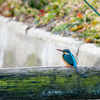 丸太の上のカワセミさん