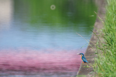 碧い鳥と赤い水面