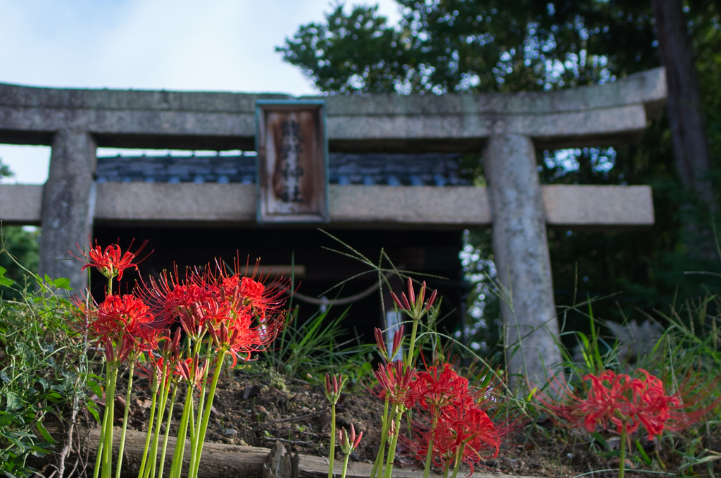 鳥居と彼岸花