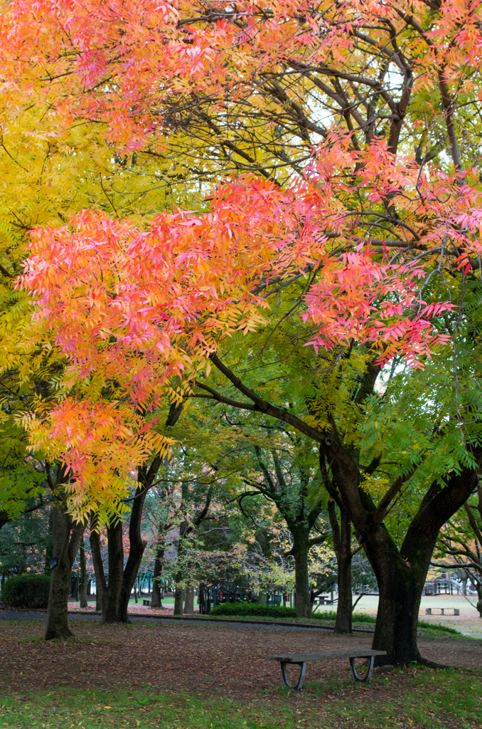 紅い葉っぱの公園