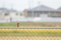 住宅地のカワセミさん