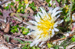 地際の白花蒲公英