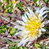 地際の白花蒲公英