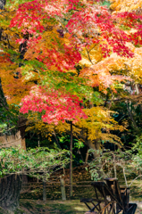 三色紅葉と水車