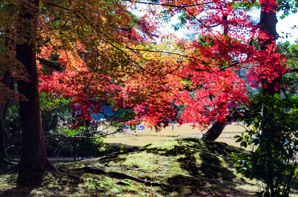 紅い木陰