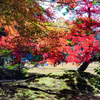 紅い木陰