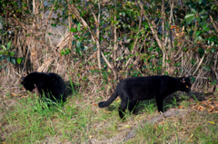 2匹の黒い猫2