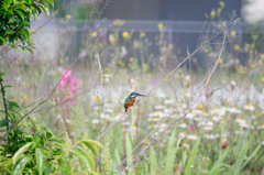 お花畑のカワセミさん