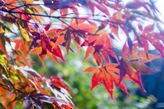 紅く透ける