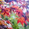 紅く透ける