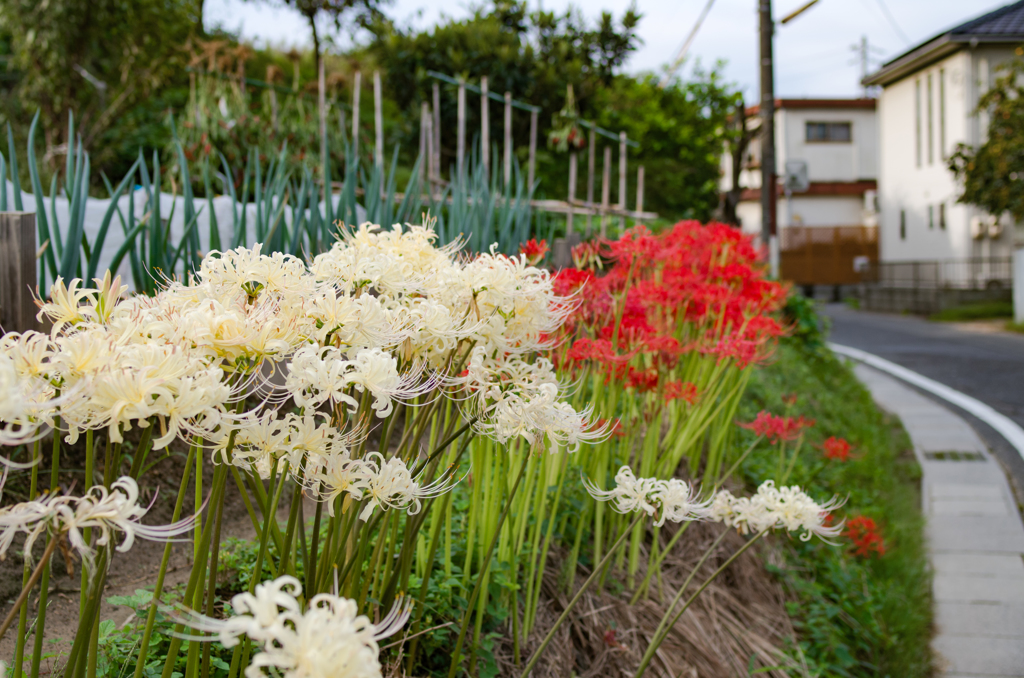 紅白彼岸花