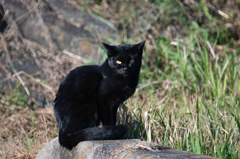 現れた黒猫さん