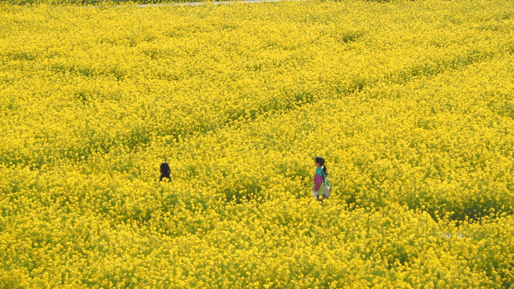 黄色の景色