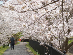 桜並木